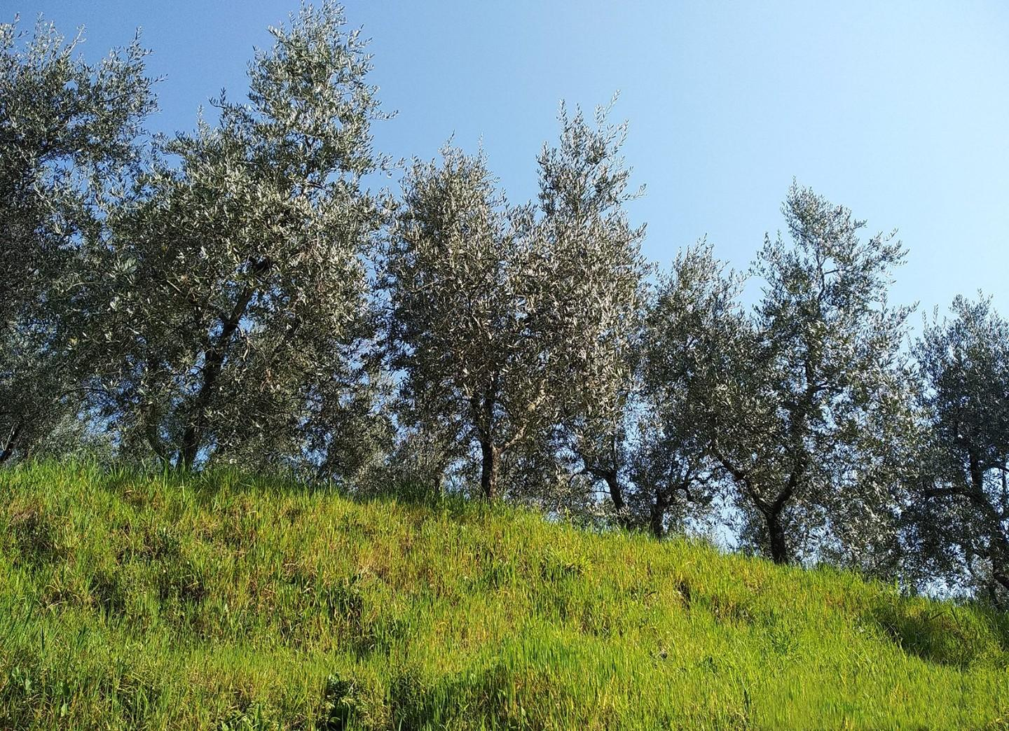 immagine annuncio 2 di 3