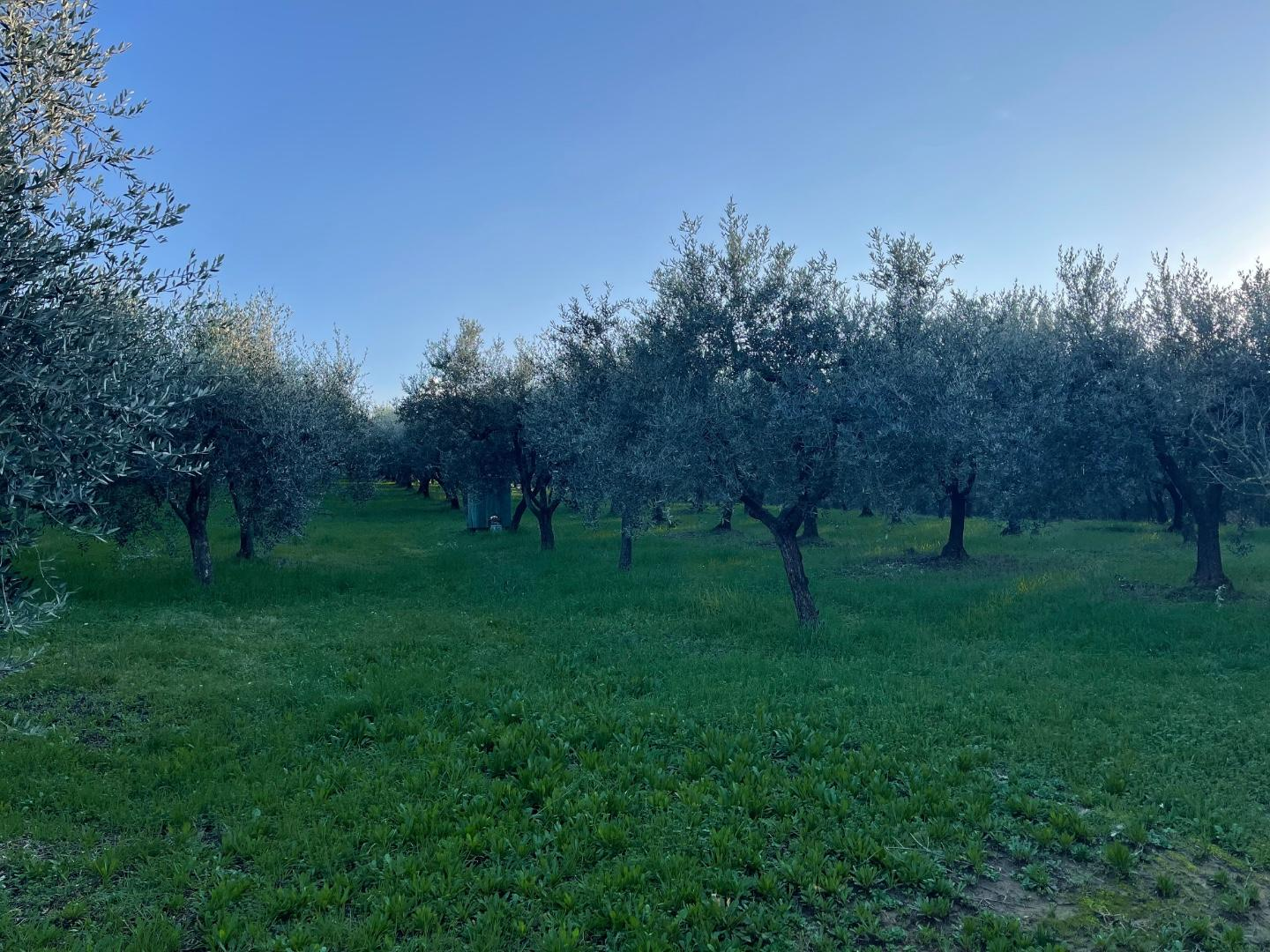 immagine annuncio 6 di 9