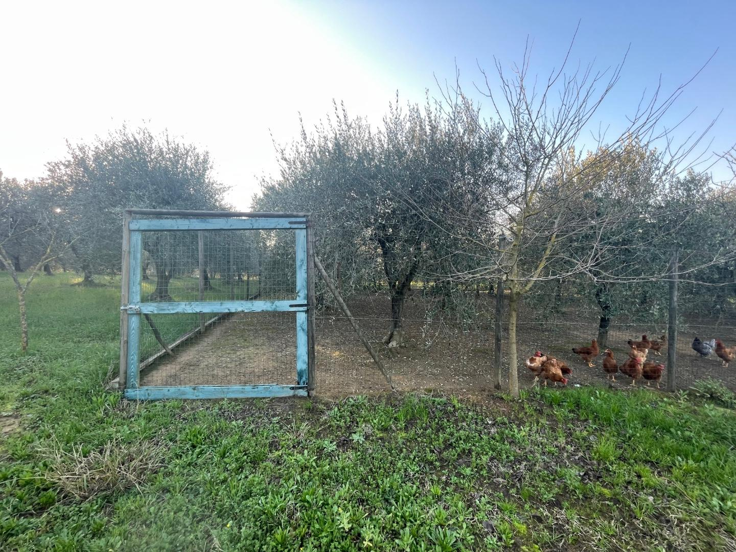 immagine annuncio 8 di 9