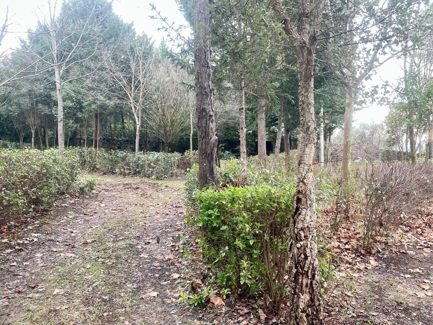 terreno agricolo in vendita a Siena