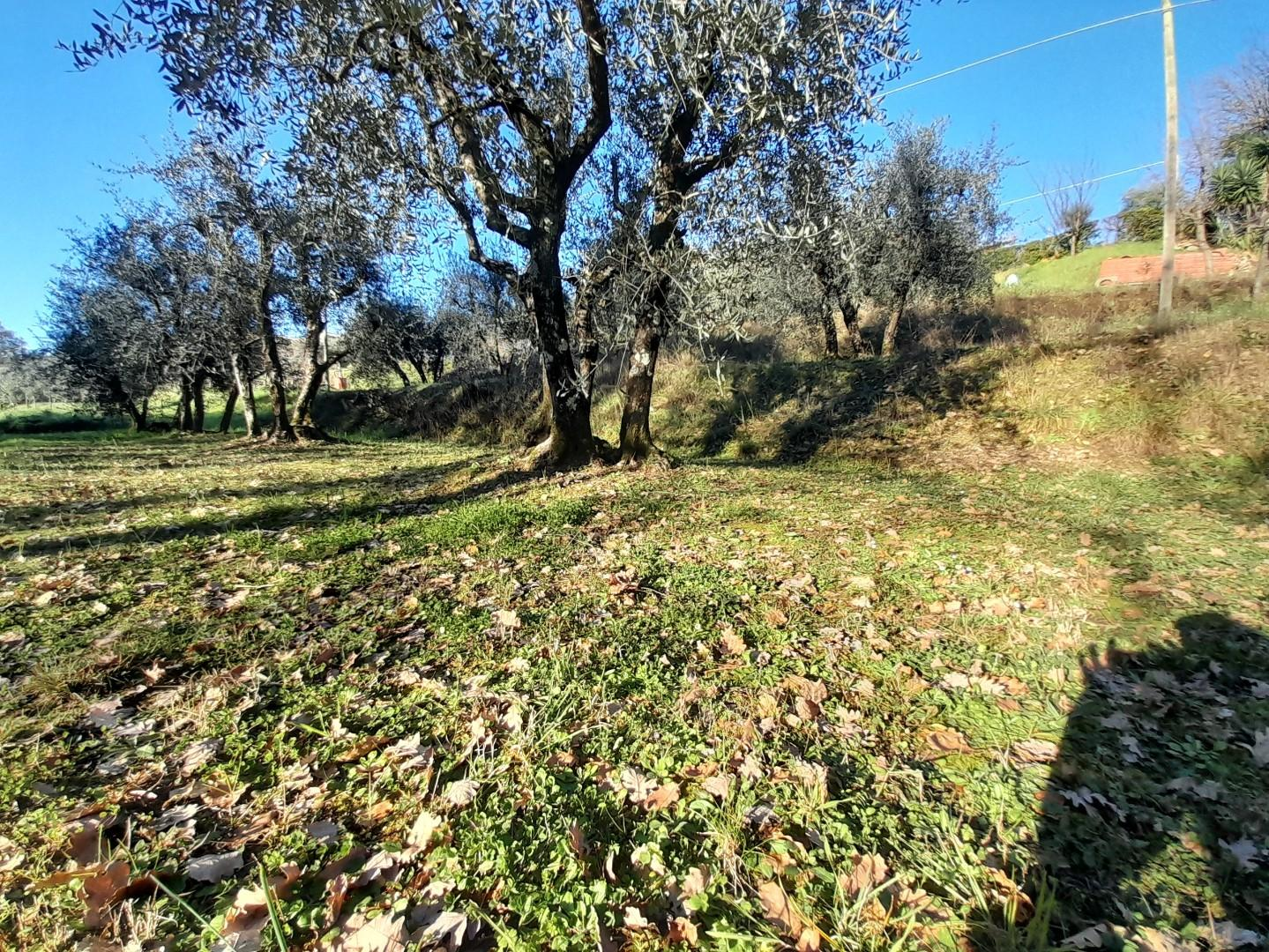 terreno agricolo in vendita a Montecarlo