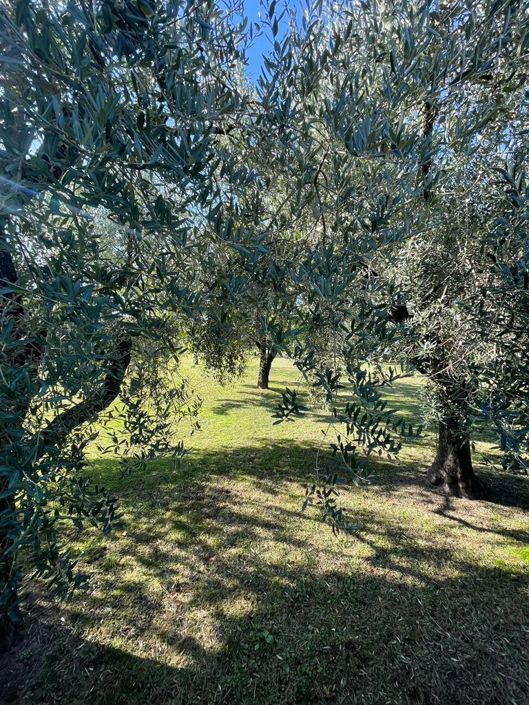 immagine annuncio 4 di 7
