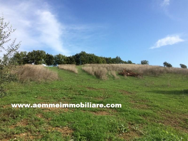 immagine annuncio 5 di 7