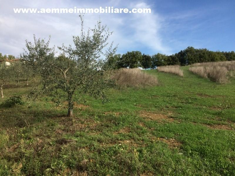 immagine annuncio 5 di 7