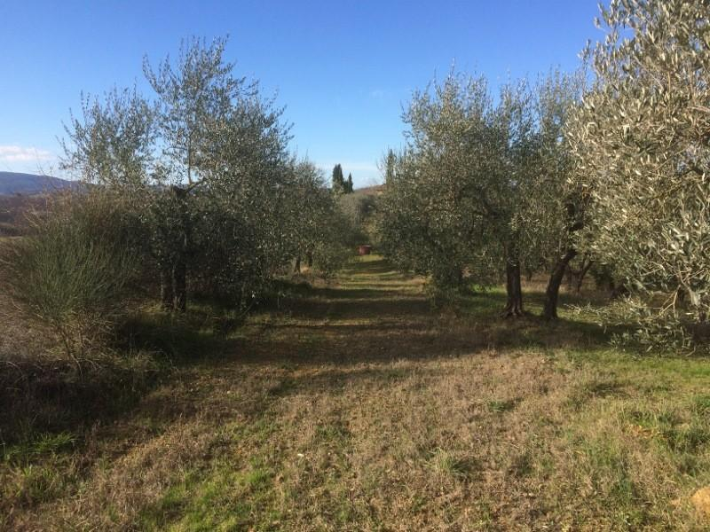 immagine annuncio 2 di 7
