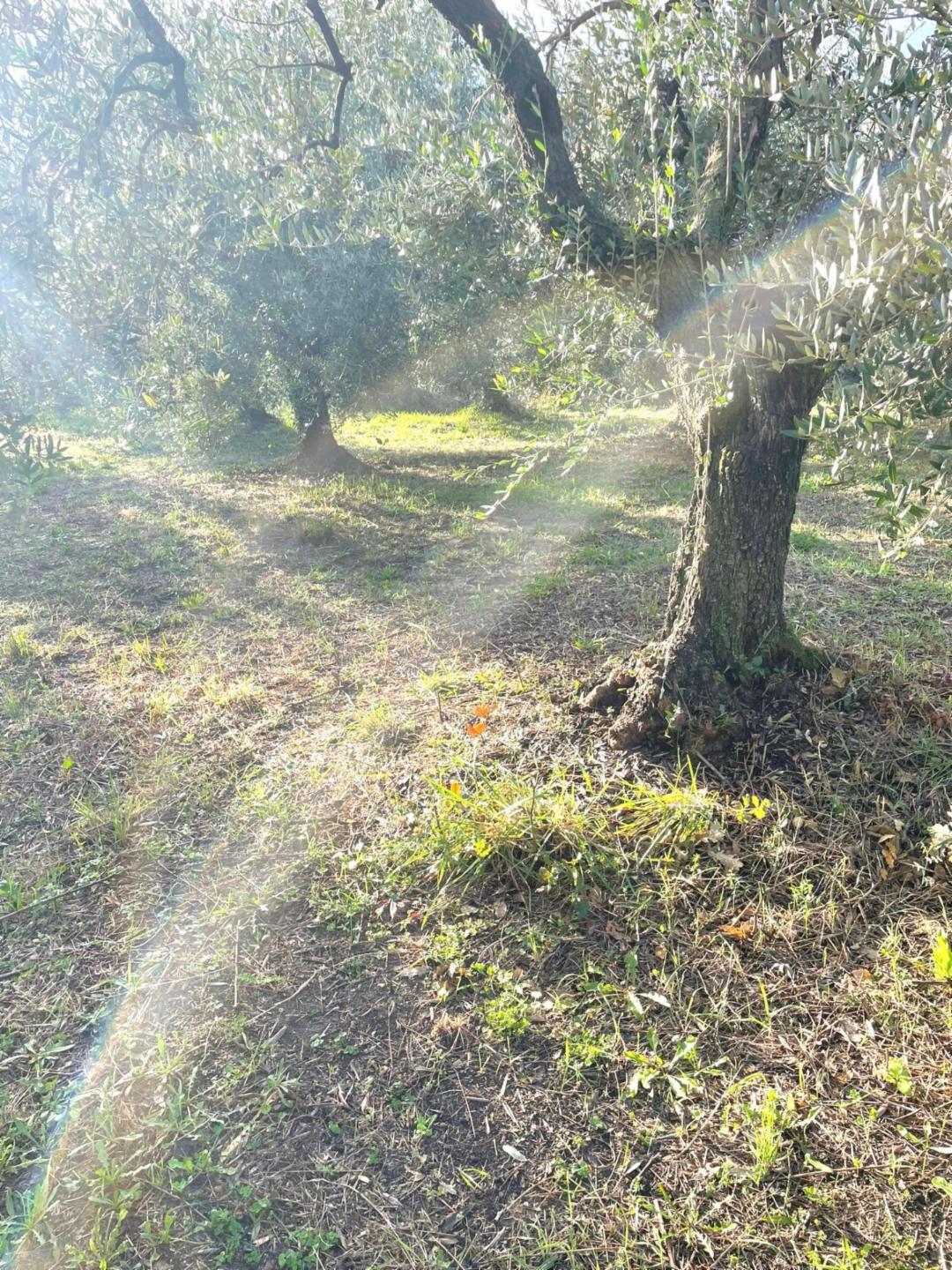 immagine annuncio 4 di 6