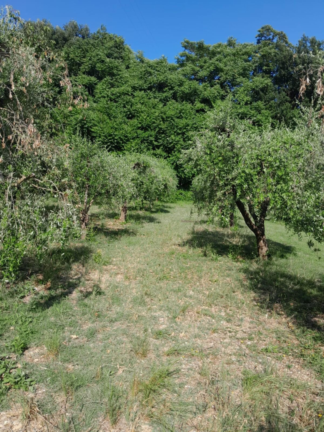immagine annuncio 4 di 8