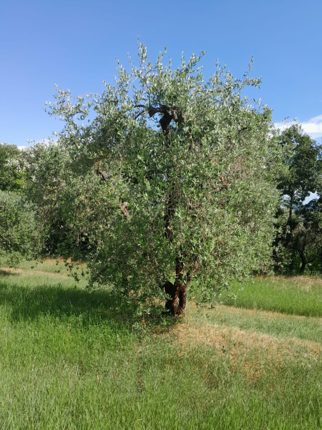 immagine annuncio 5 di 8