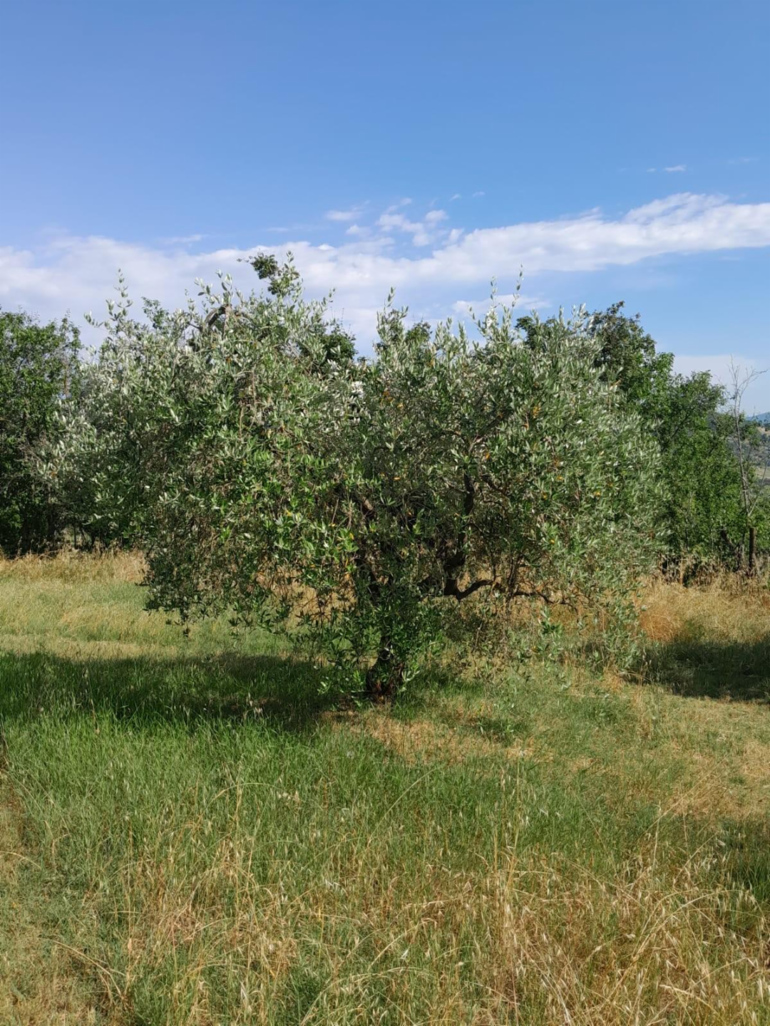 immagine annuncio 7 di 8