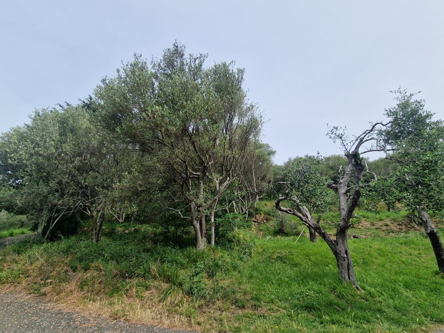 immagine annuncio 3 di 8