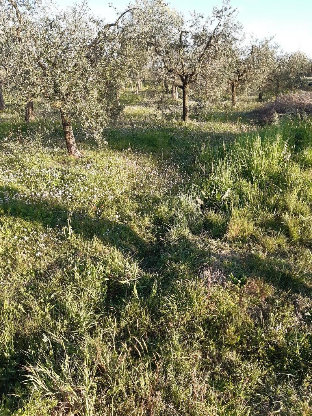 terreno agricolo in vendita a Santa Maria a Monte in zona Montecalvoli