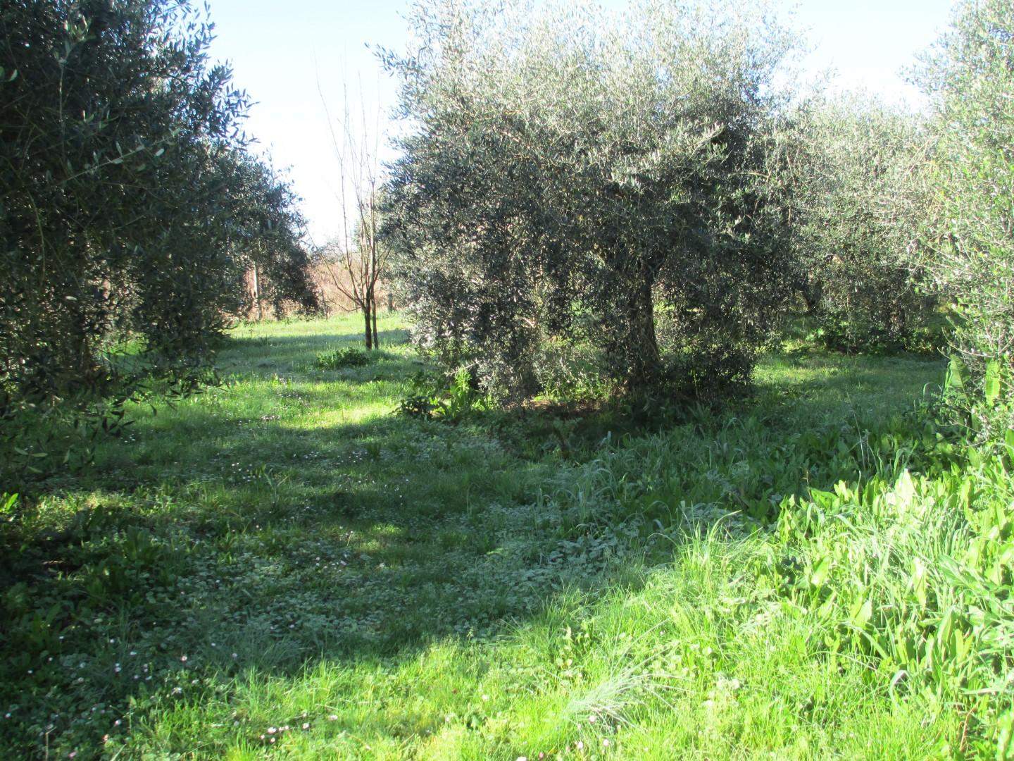 immagine annuncio 5 di 7