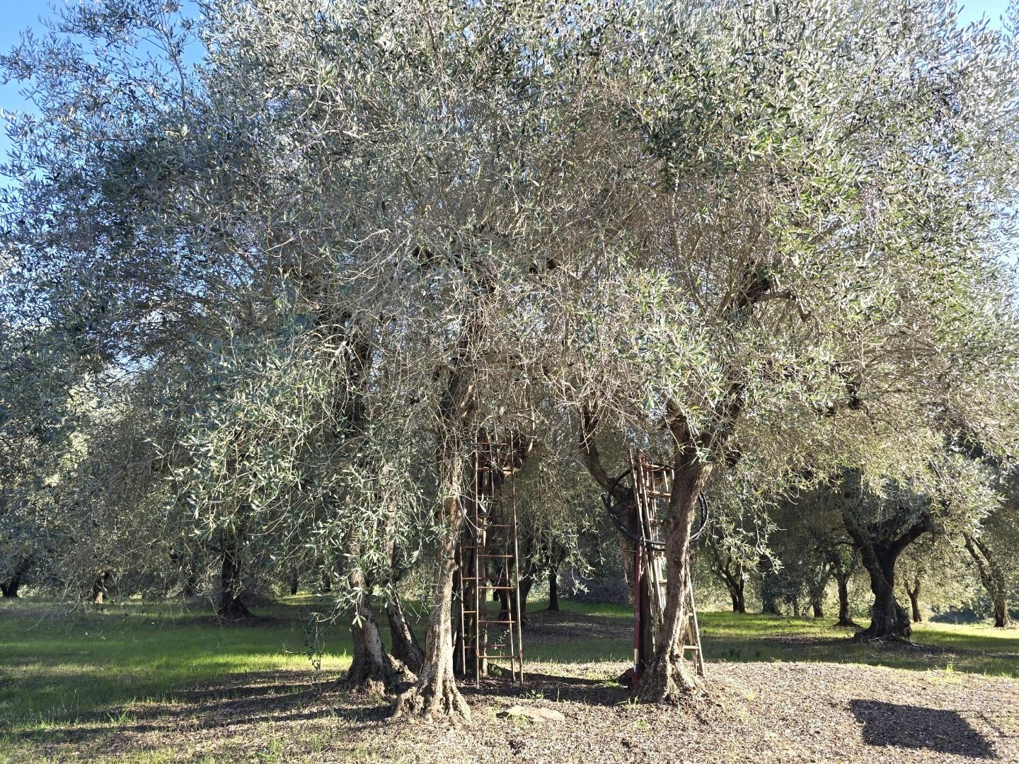 immagine annuncio 2 di 7