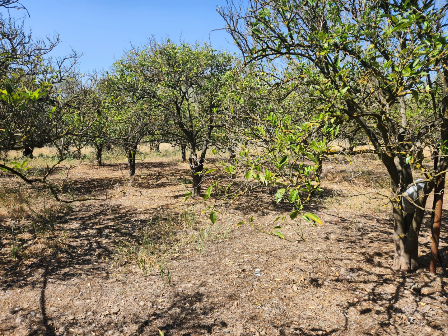 terreno agricolo in vendita a San Sperate
