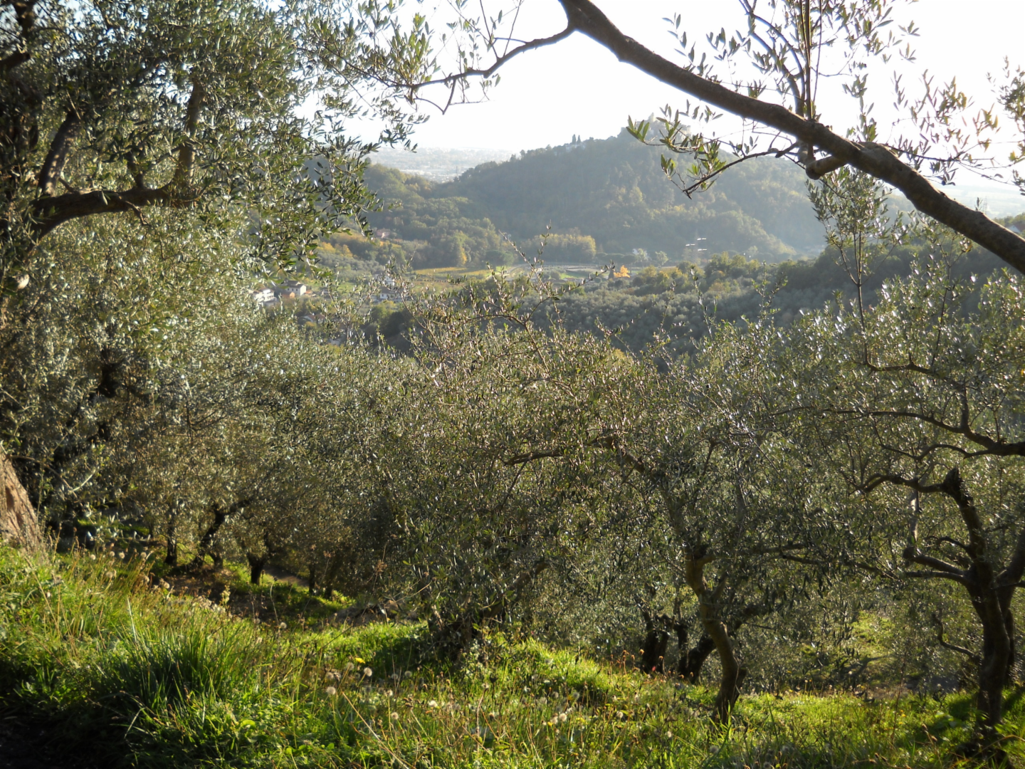 immagine annuncio 2 di 7