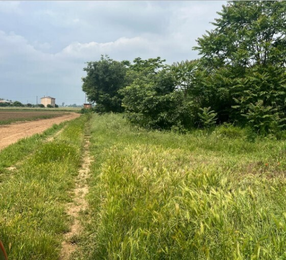 immagine annuncio 2 di 7