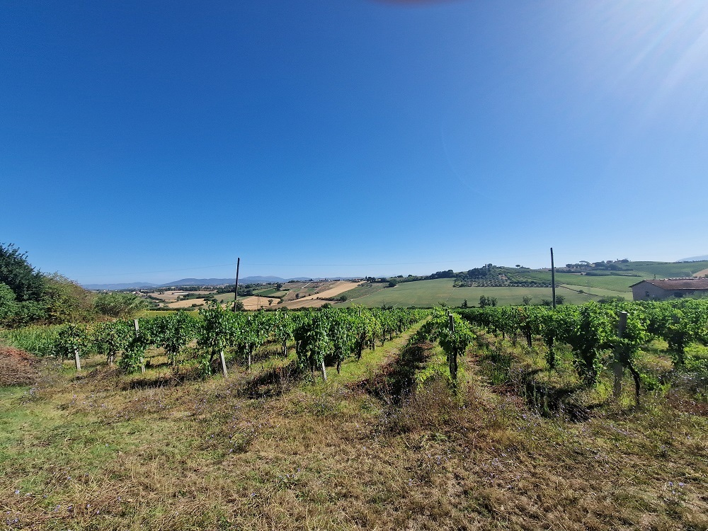 immagine annuncio 8 di 10