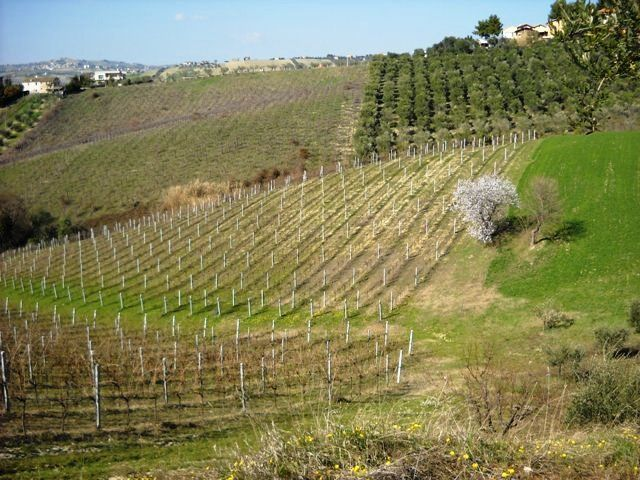 immagine annuncio 6 di 8