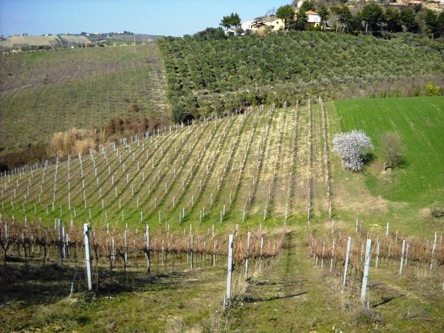 immagine annuncio 7 di 8