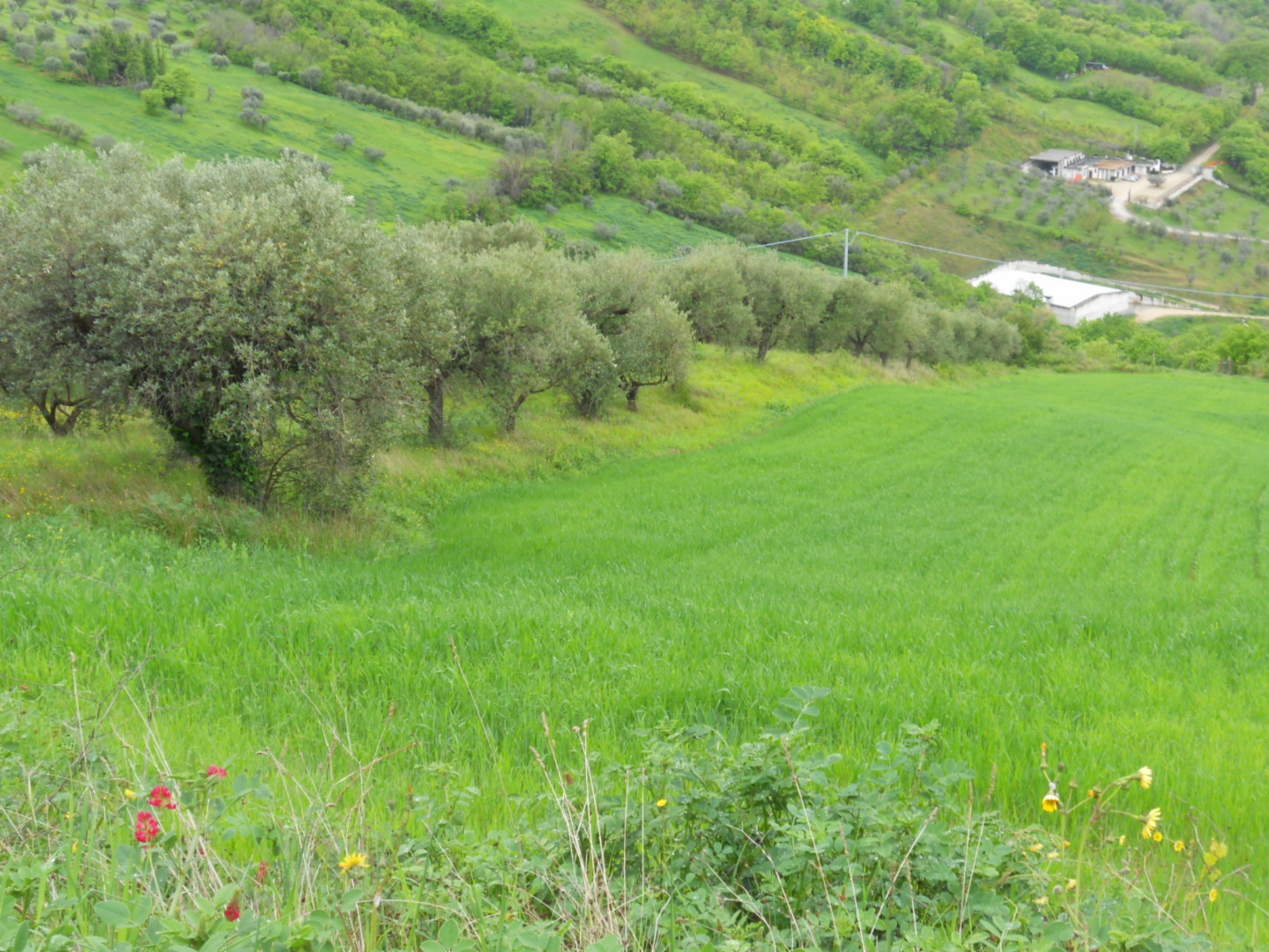 immagine annuncio 2 di 10
