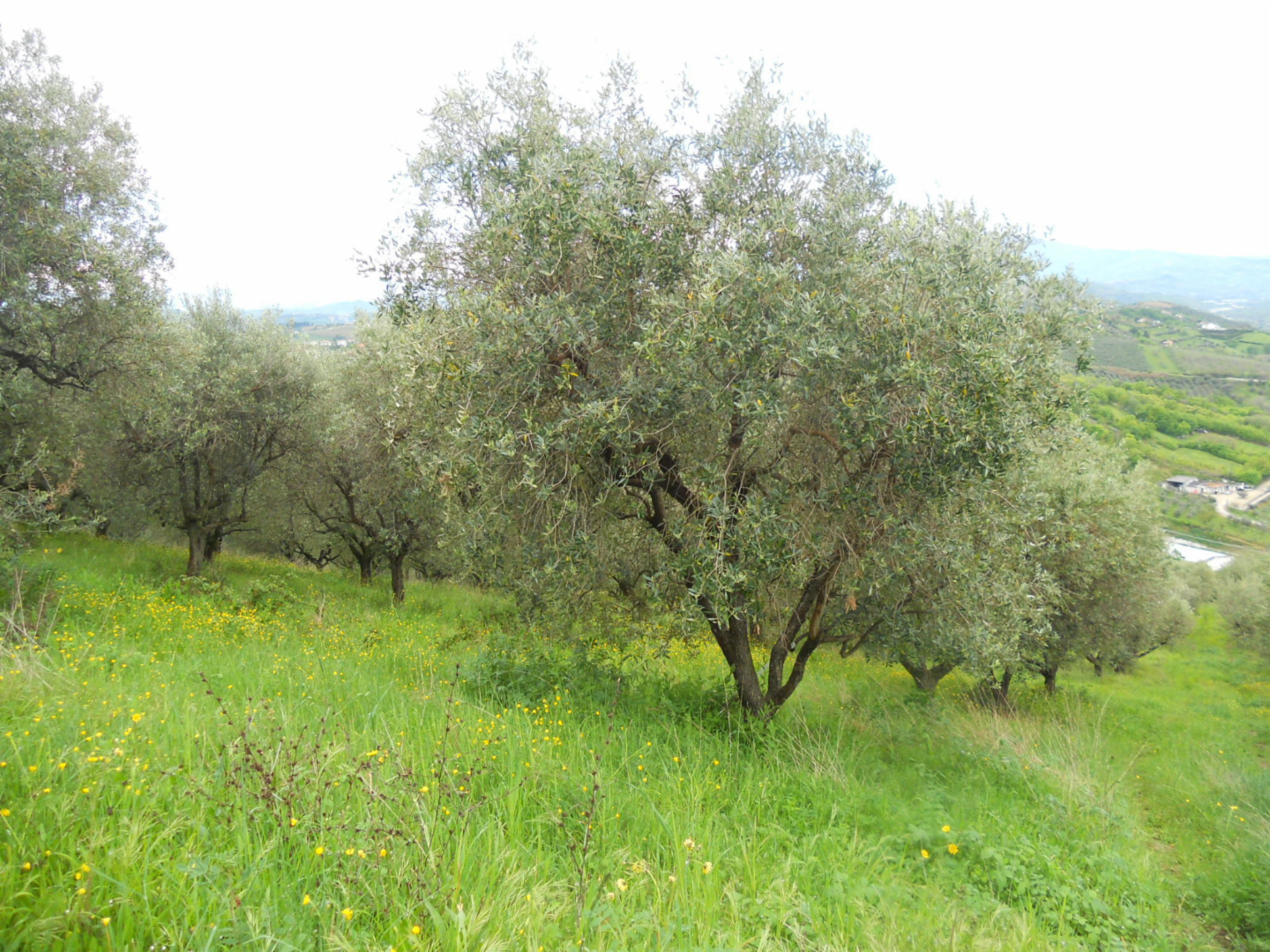 immagine annuncio 3 di 10