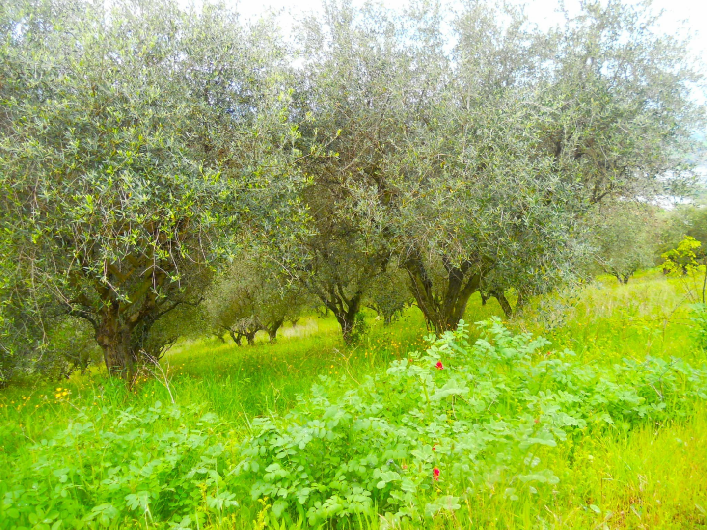 immagine annuncio 4 di 5