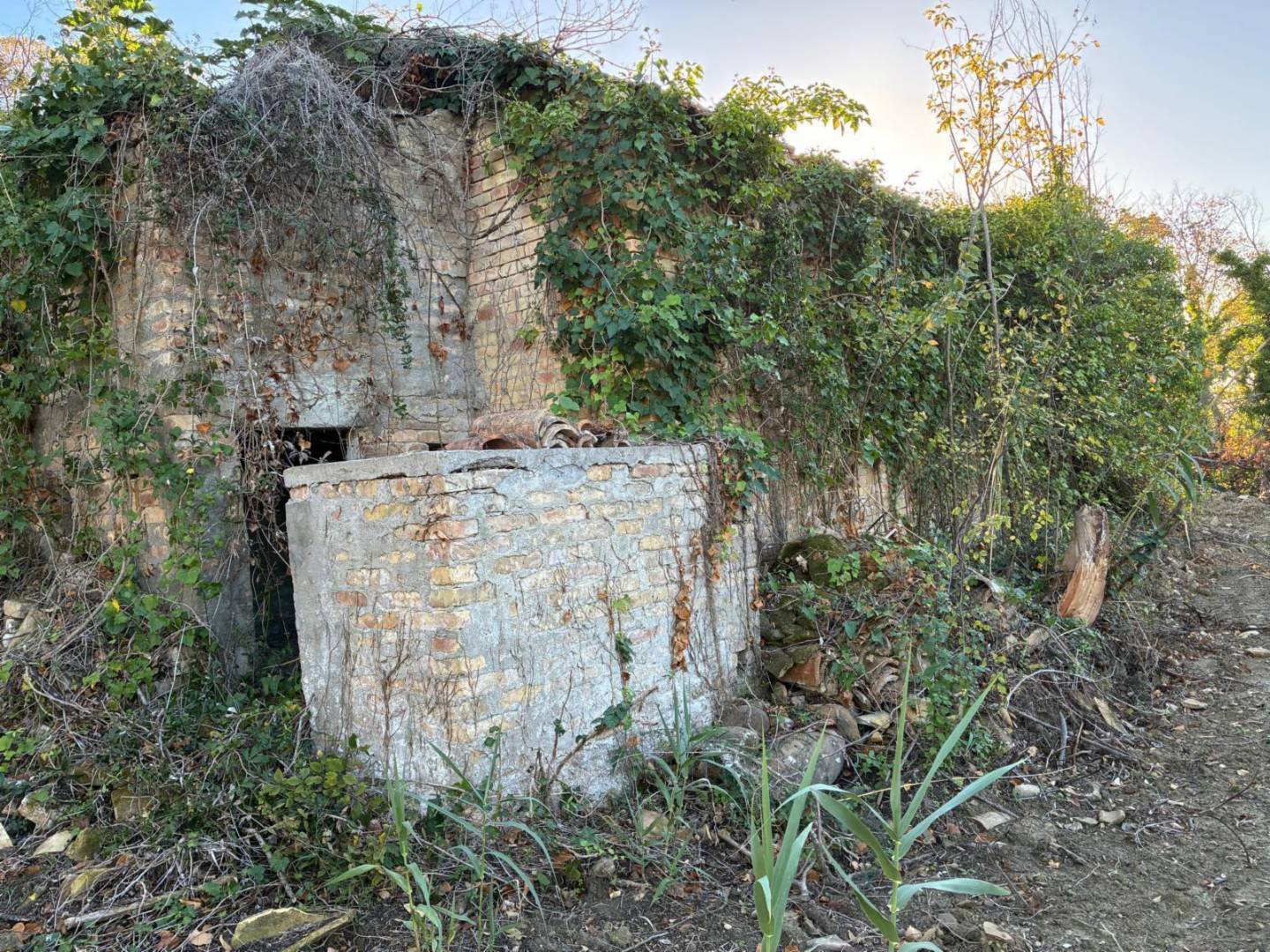 immagine annuncio 7 di 10