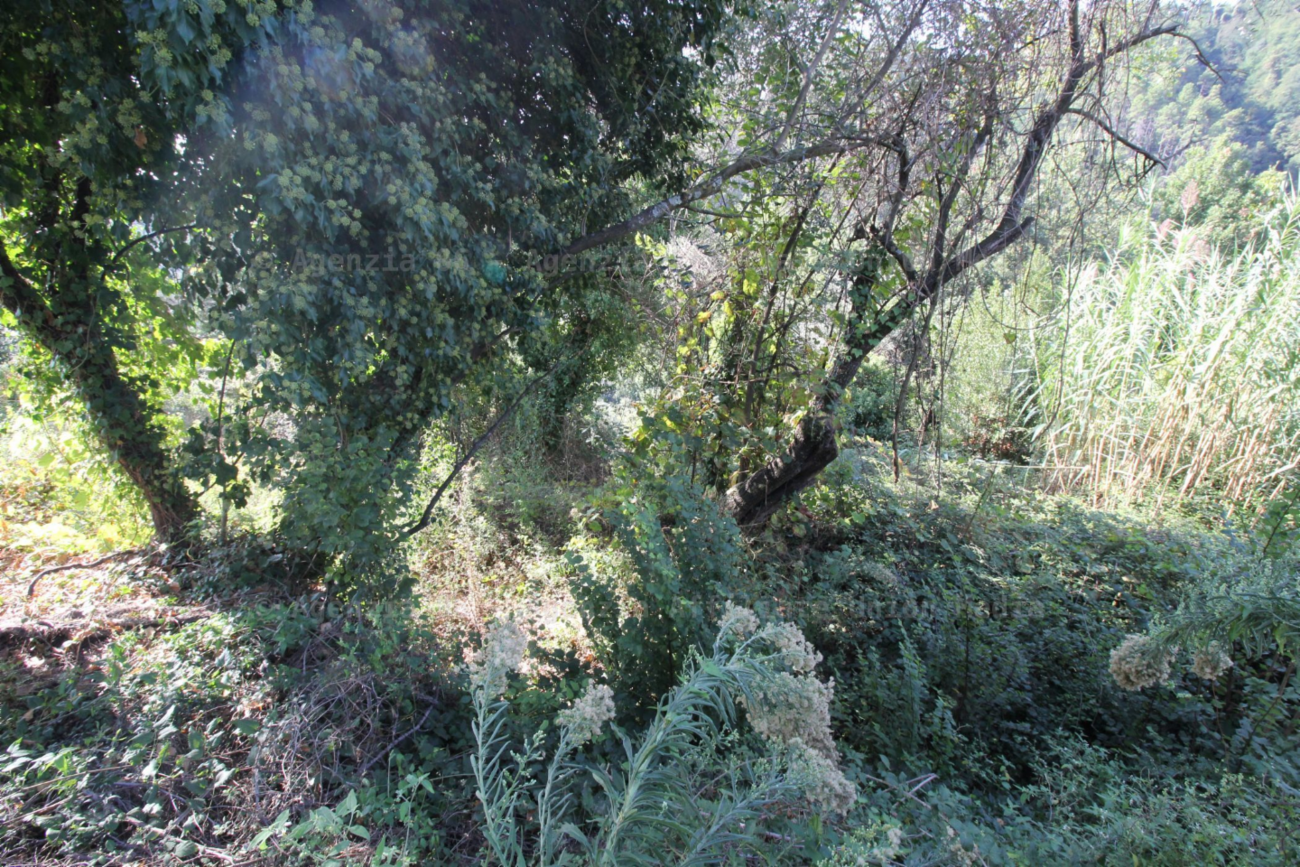 immagine annuncio 7 di 9