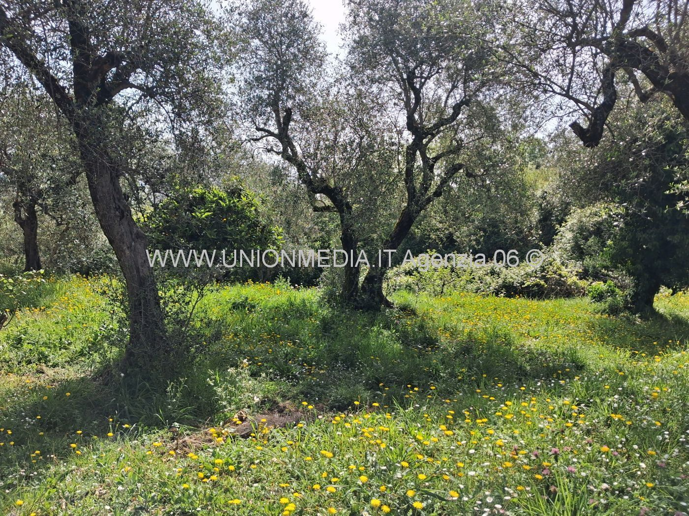 immagine annuncio 2 di 3