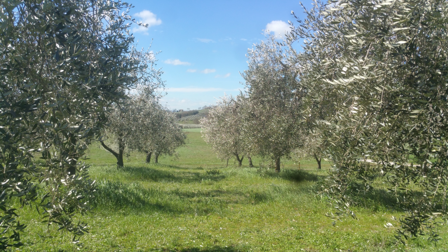 immagine annuncio 4 di 10