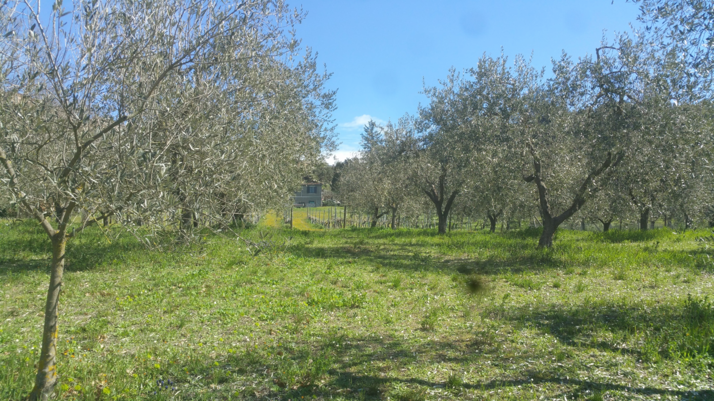 immagine annuncio 7 di 10