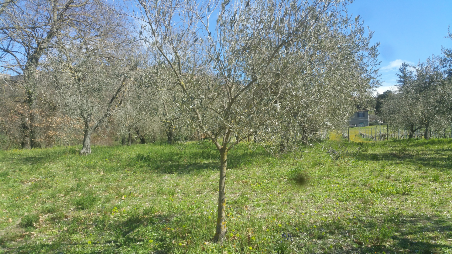 immagine annuncio 9 di 10