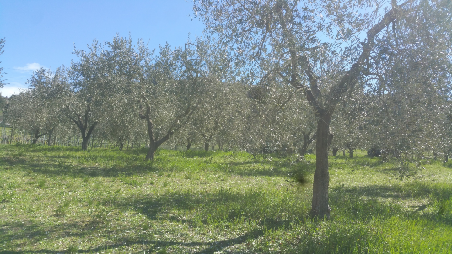 immagine annuncio 8 di 10