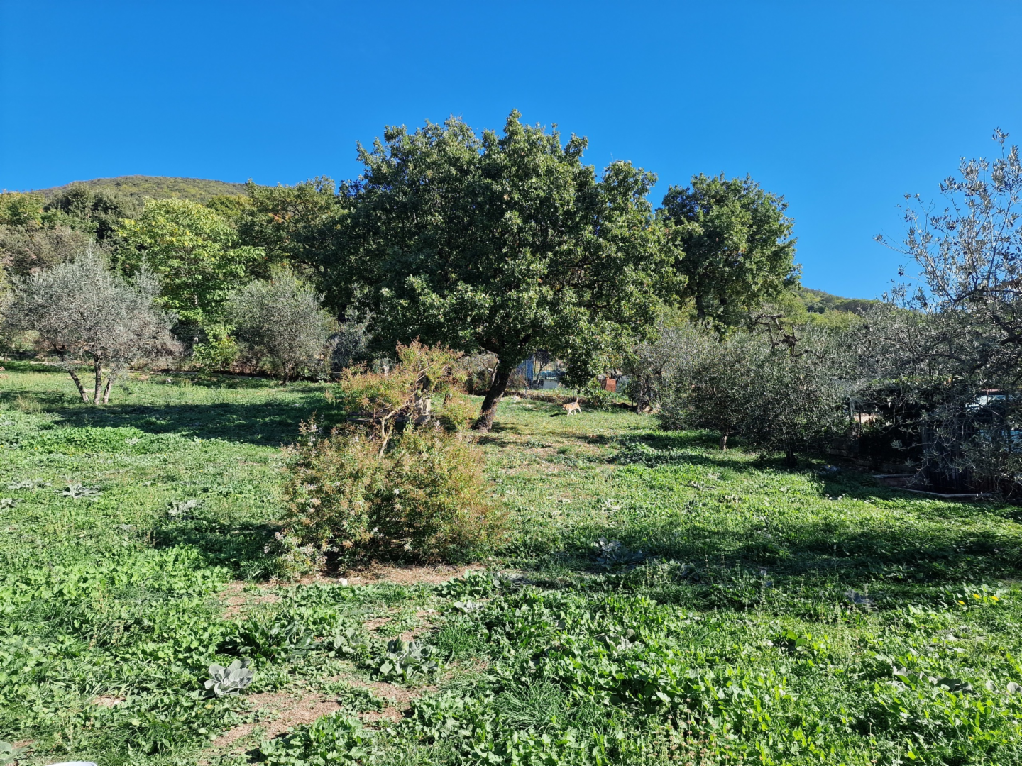 immagine annuncio 3 di 9
