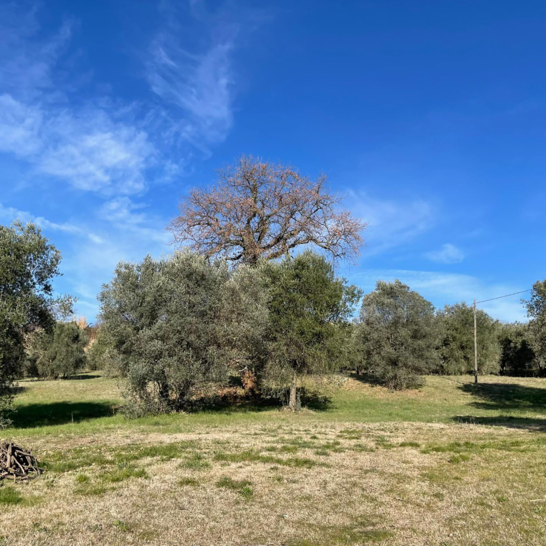 casa indipendente in vendita ad Amelia