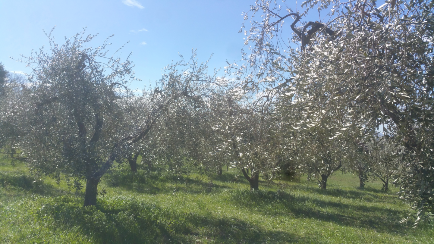 immagine annuncio 2 di 10