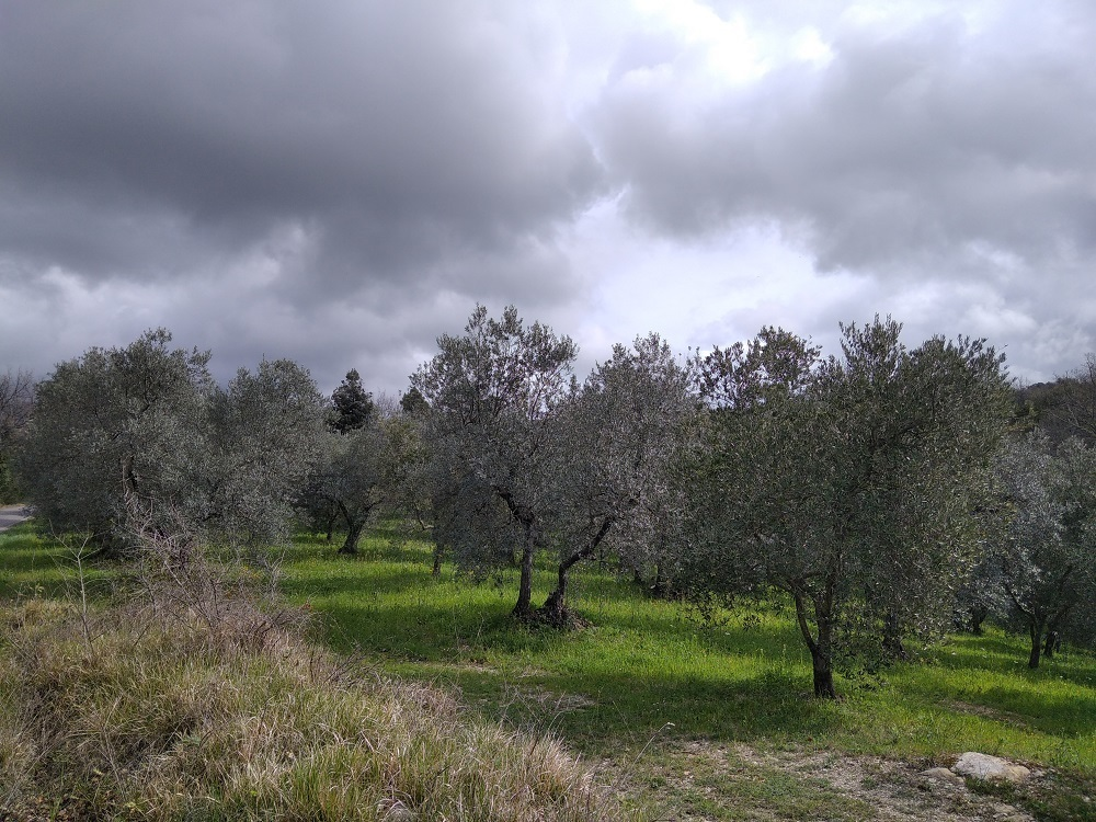 immagine annuncio 3 di 6