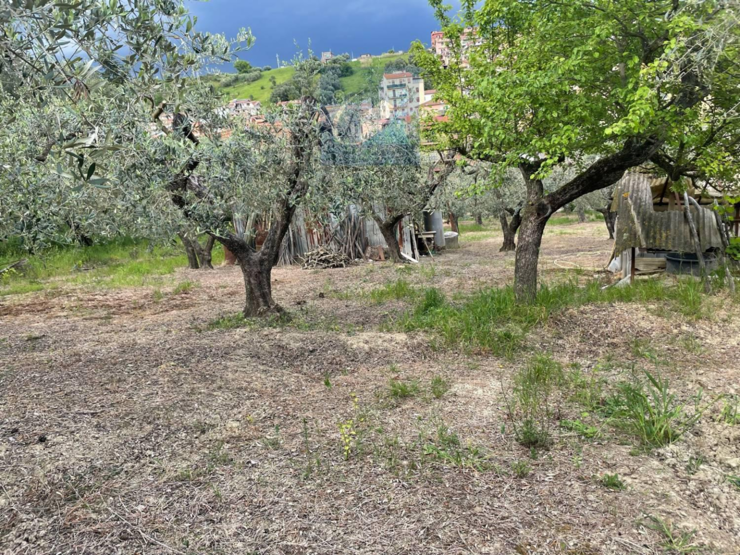 immagine annuncio 2 di 10