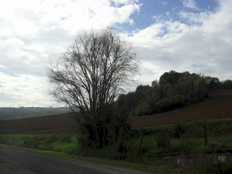 immagine annuncio 3 di 8