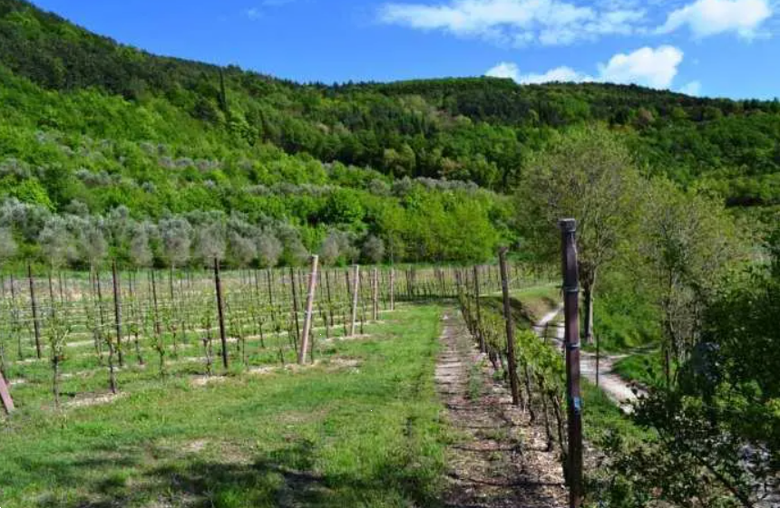 immagine annuncio 2 di 10