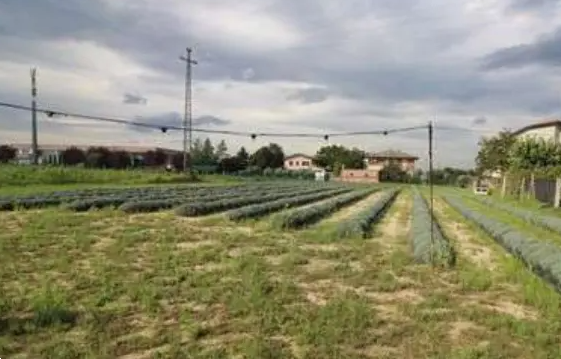 immagine annuncio 6 di 10