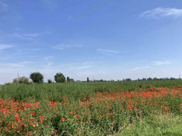 immagine annuncio 1 di 10