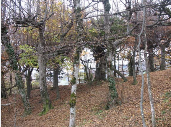 immagine annuncio 6 di 10