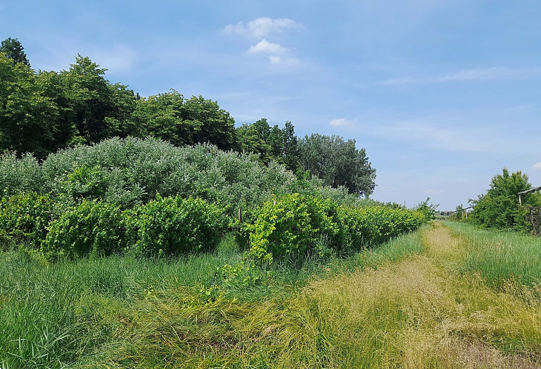 immagine annuncio 2 di 10