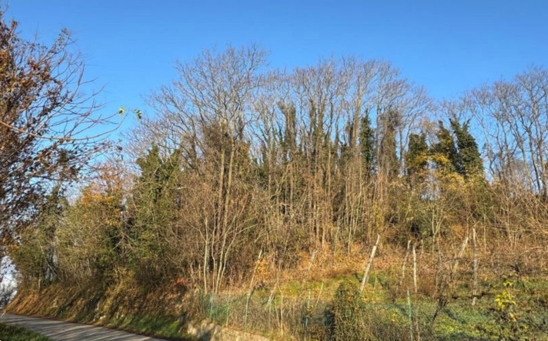 immagine annuncio 3 di 10