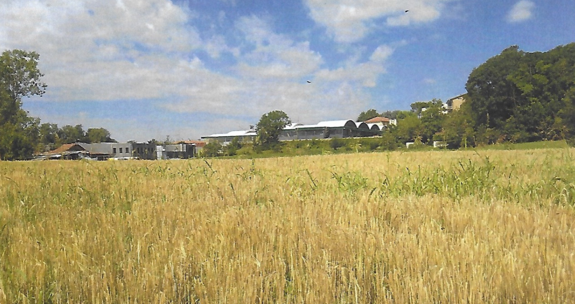 terreno agricolo in vendita a Nibionno