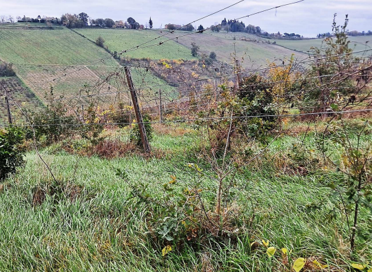 immagine annuncio 6 di 10