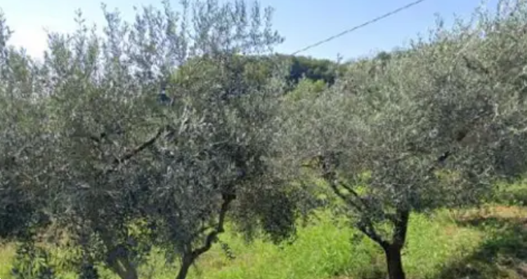 immagine annuncio 2 di 10