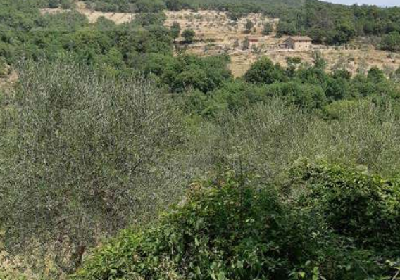 immagine annuncio 1 di 7