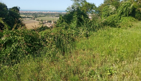 immagine annuncio 3 di 9